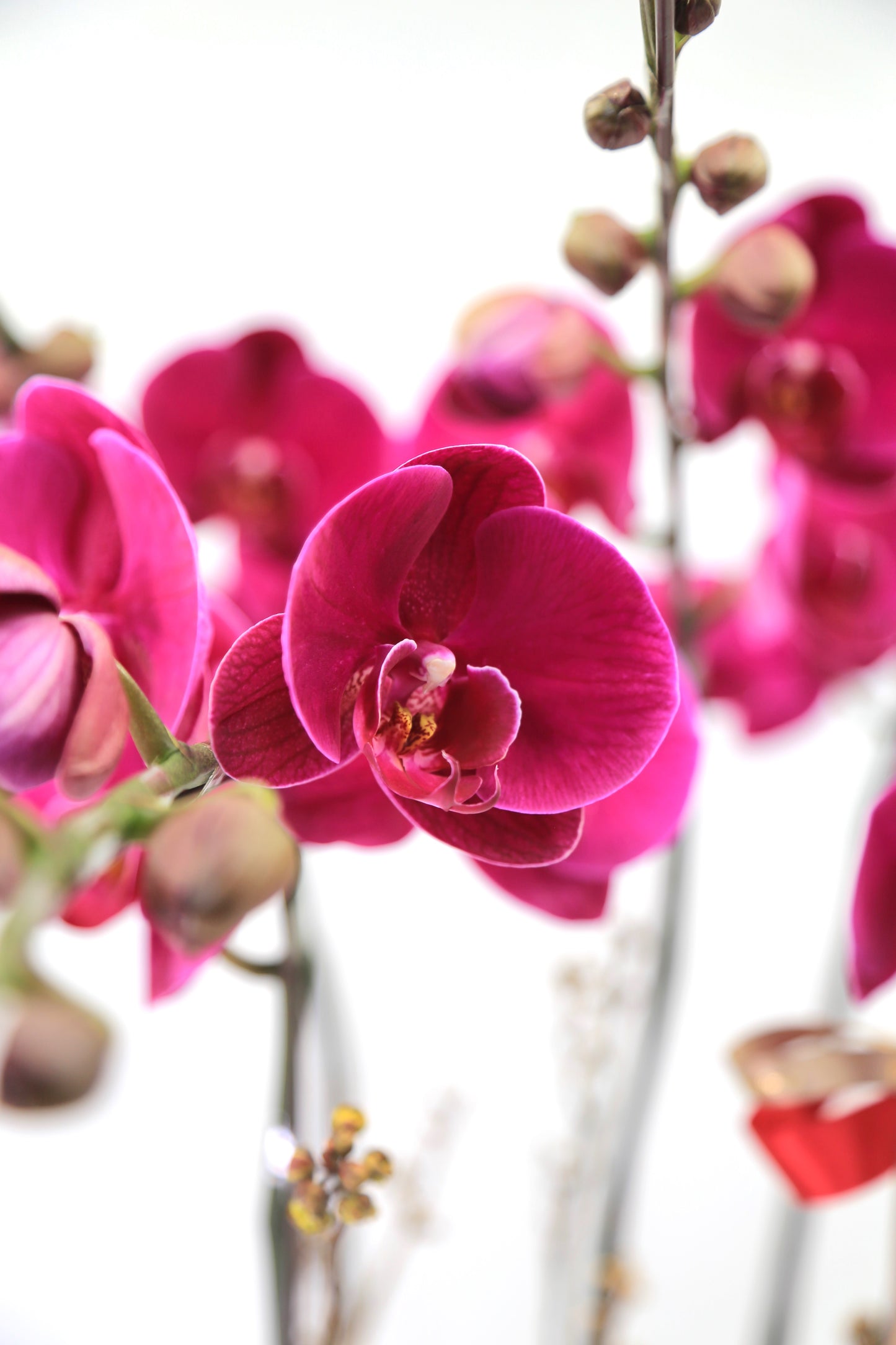 Taiwan phalaenopsis orchids - Double happiness