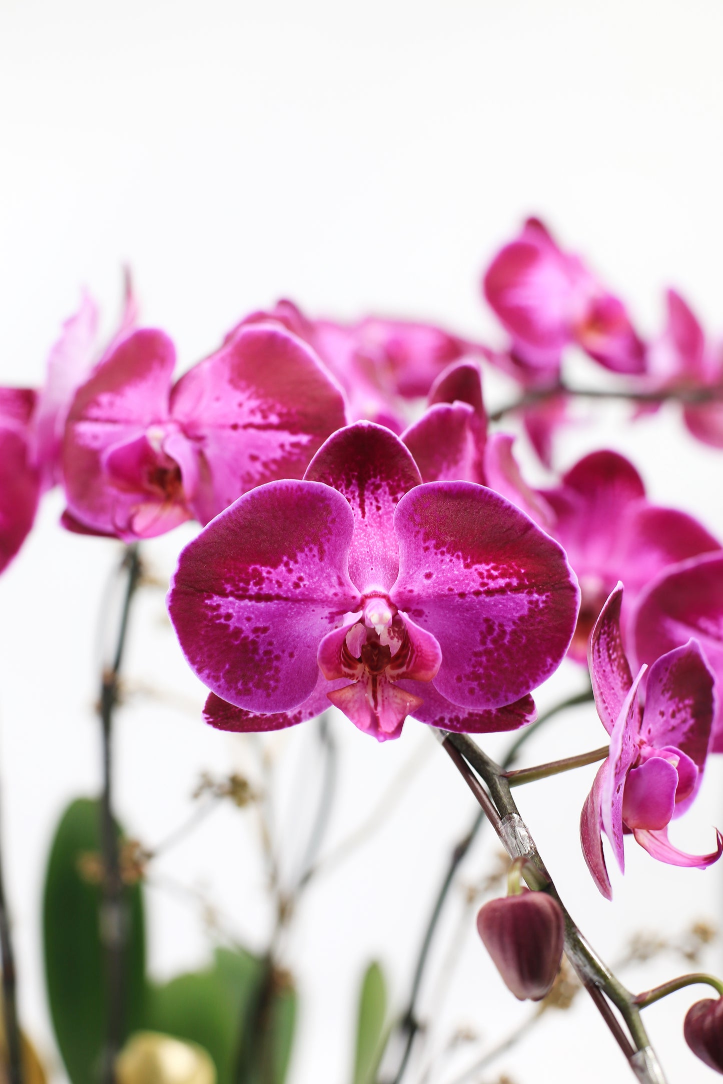 Taiwan phalaenopsis orchids - Fashion