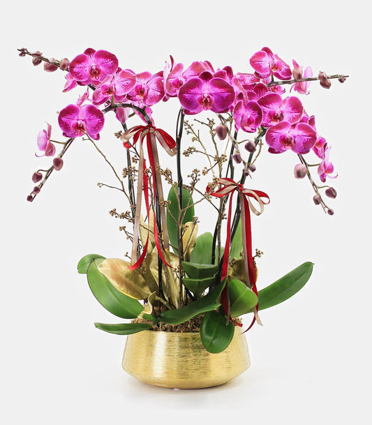 Taiwan phalaenopsis orchids - Fashion