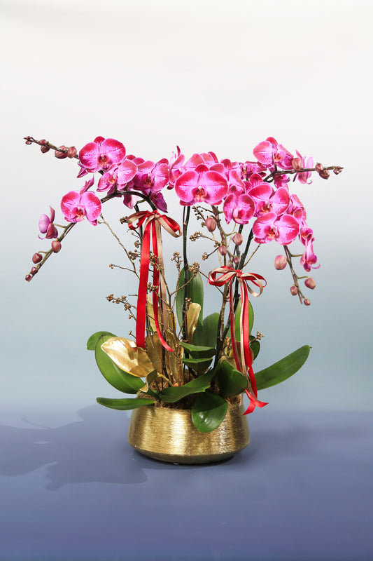 Taiwan phalaenopsis orchids - Fashion