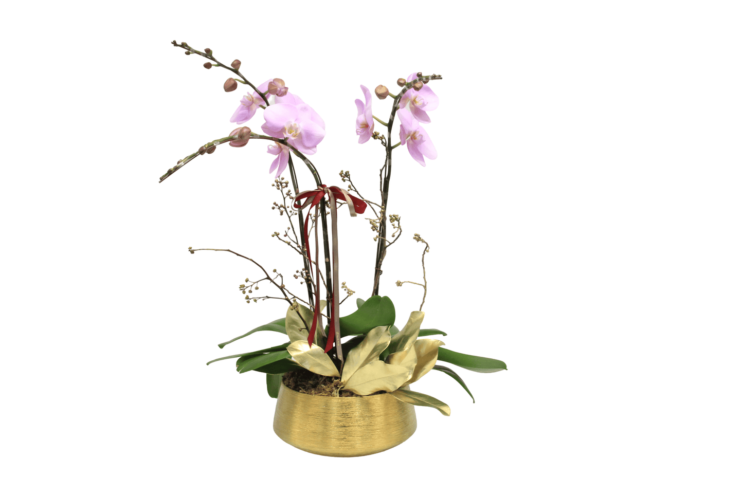 Taiwan phalaenopsis orchids -  Brilliant life