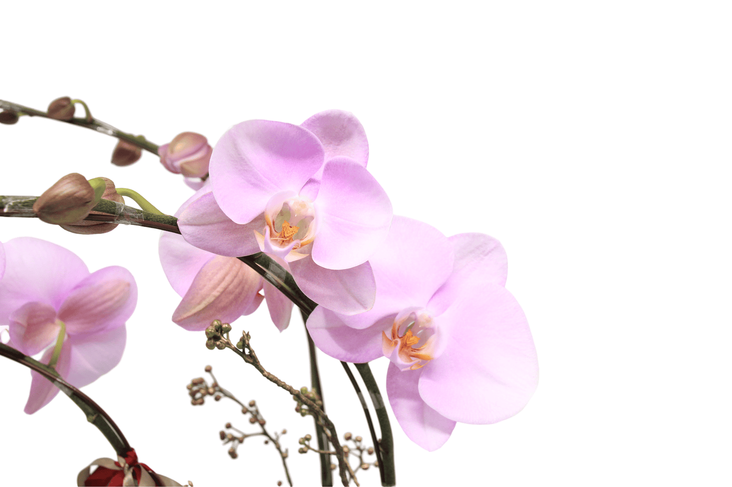 Taiwan phalaenopsis orchids -  Brilliant life