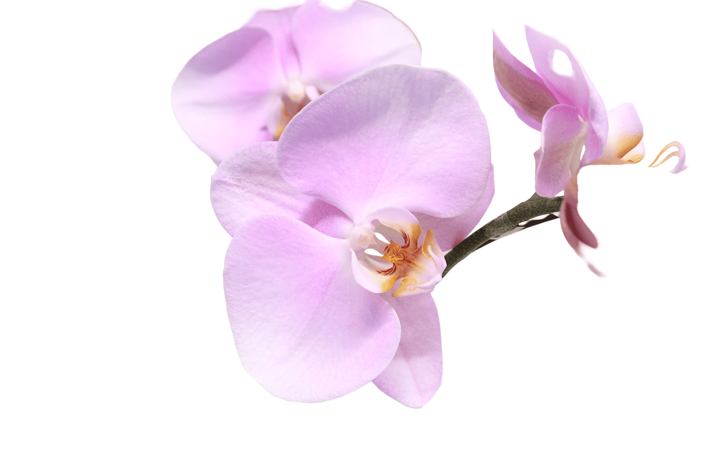 Taiwan phalaenopsis orchids -  Brilliant life