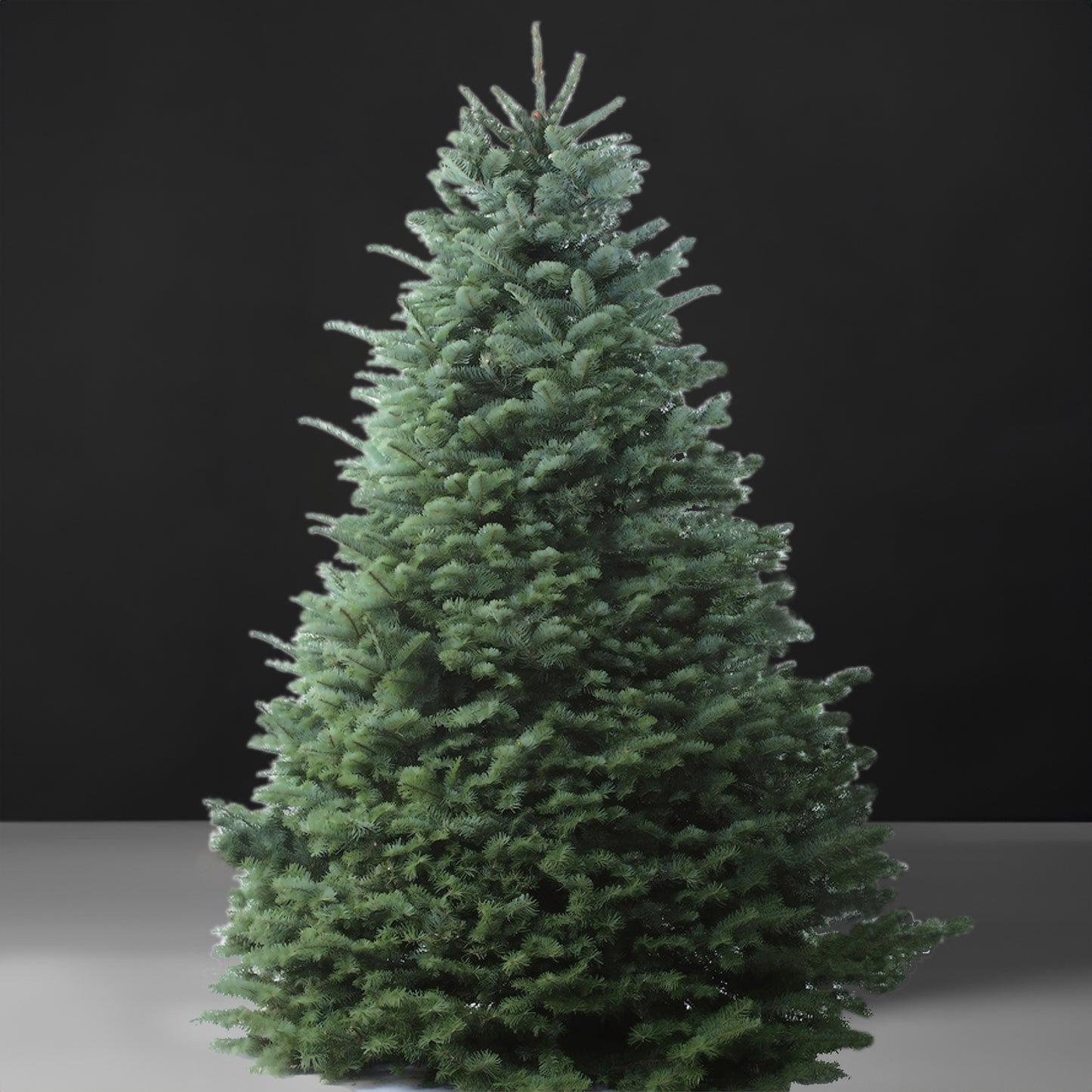 Noble Fir Christmas Tree