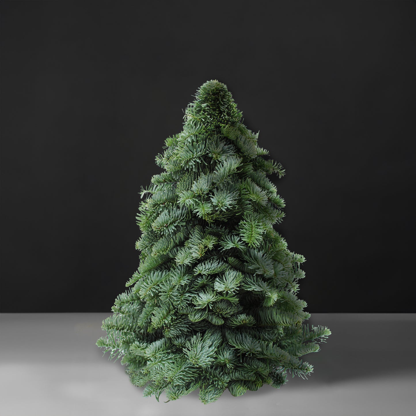 Christmas Tree - Holland Noble Tree (30－60 cm)